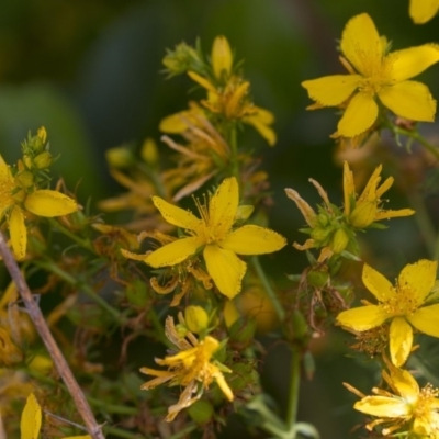 Hypericum perforatum (St John's Wort) at Acton, ACT - 5 Dec 2018 by AlisonMilton