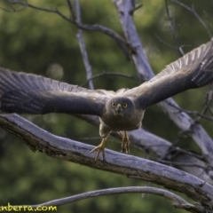 Tachyspiza fasciata (Brown Goshawk) at Deakin, ACT - 30 Nov 2018 by JonSteinbeck