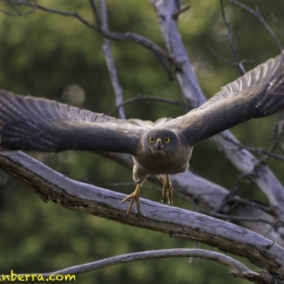 Tachyspiza fasciata (Brown Goshawk) at Deakin, ACT - 30 Nov 2018 by JonSteinbeck