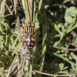 Eristalinus punctulatus at Higgins, ACT - 4 Dec 2018