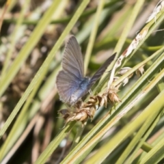 Zizina otis (Common Grass-Blue) at Acton, ACT - 5 Dec 2018 by Alison Milton