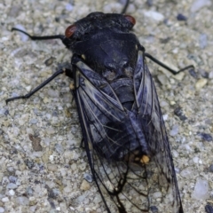 Psaltoda moerens (Redeye cicada) at Hughes, ACT - 30 Nov 2018 by BIrdsinCanberra