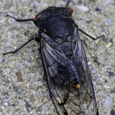 Psaltoda moerens (Redeye cicada) at Hughes, ACT - 30 Nov 2018 by JonSteinbeck