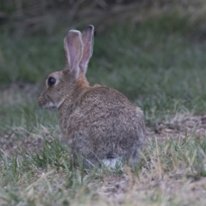 Oryctolagus cuniculus at Acton, ACT - 5 Dec 2018