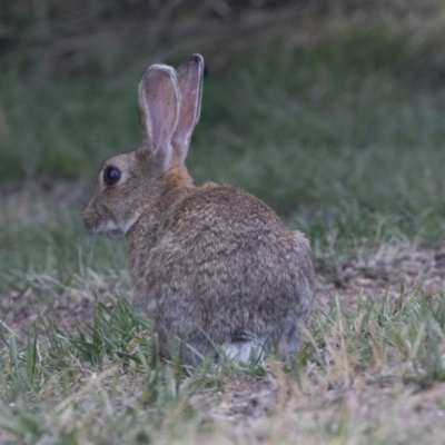 Oryctolagus cuniculus (European Rabbit) at ANU Liversidge Precinct - 5 Dec 2018 by AlisonMilton