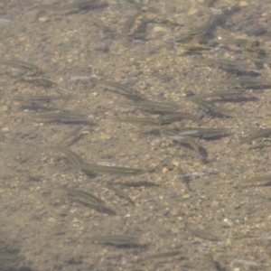 Gambusia holbrooki at Acton, ACT - 5 Dec 2018