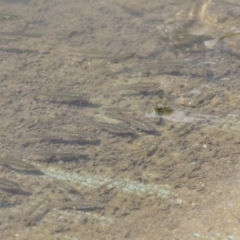 Gambusia holbrooki at Acton, ACT - 5 Dec 2018