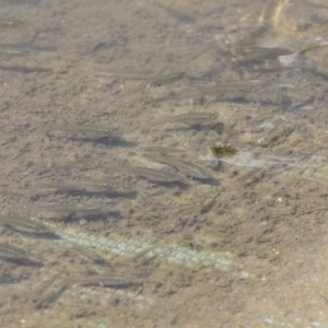 Gambusia holbrooki at Acton, ACT - 5 Dec 2018 02:17 PM