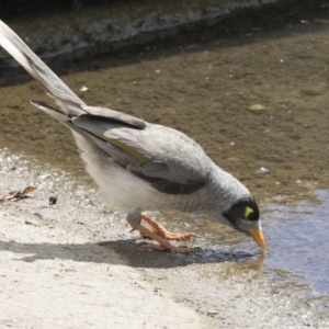 Manorina melanocephala at Acton, ACT - 5 Dec 2018