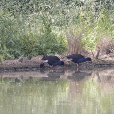 Porphyrio melanotus (Australasian Swamphen) at Australian National University - 5 Dec 2018 by AlisonMilton