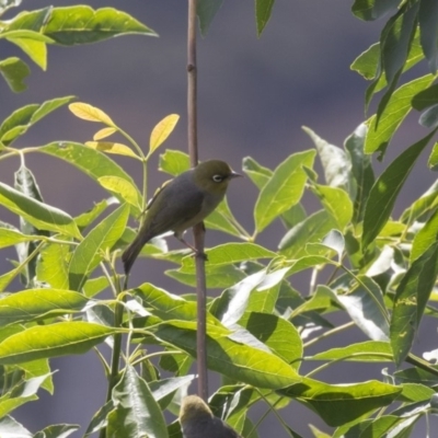 Zosterops lateralis (Silvereye) at ANU Liversidge Precinct - 5 Dec 2018 by AlisonMilton