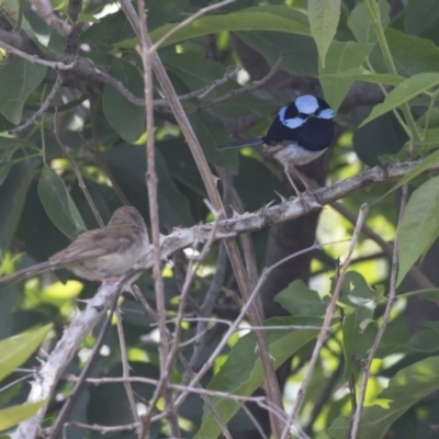 Malurus cyaneus (Superb Fairywren) at ANU Liversidge Precinct - 5 Dec 2018 by AlisonMilton