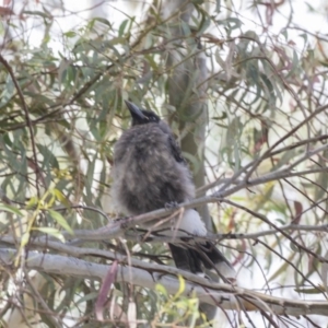 Strepera graculina at Acton, ACT - 5 Dec 2018 02:48 PM