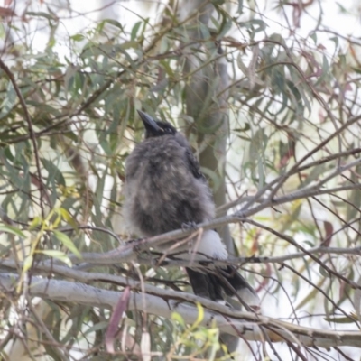 Strepera graculina (Pied Currawong) at ANU Dickson Precinct - 5 Dec 2018 by AlisonMilton