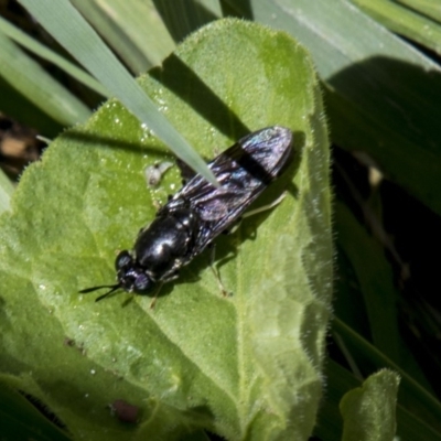 Hermetia illucens (American Soldier Fly) at Higgins, ACT - 4 Dec 2018 by AlisonMilton