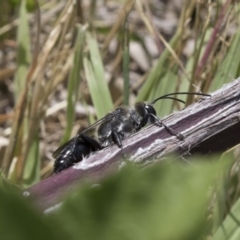 Sphex sp. (genus) (Unidentified Sphex digger wasp) at Acton, ACT - 5 Dec 2018 by AlisonMilton