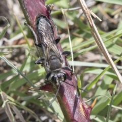 Sphex sp. (genus) at Acton, ACT - 5 Dec 2018