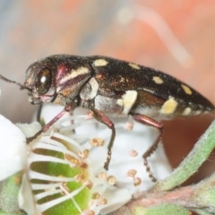 Diphucrania duodecimmaculata (12-spot jewel beetle) at Hackett, ACT - 5 Dec 2018 by Harrisi