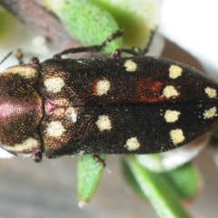 Diphucrania duodecimmaculata at Hackett, ACT - 5 Dec 2018