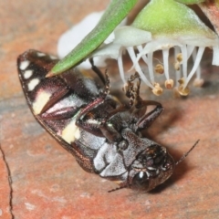 Diphucrania duodecimmaculata at Hackett, ACT - 5 Dec 2018