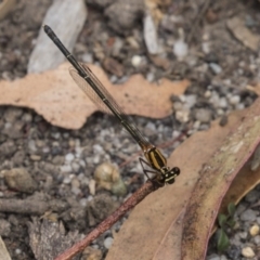 Nososticta solida (Orange Threadtail) at Sullivans Creek, Acton - 5 Dec 2018 by AlisonMilton