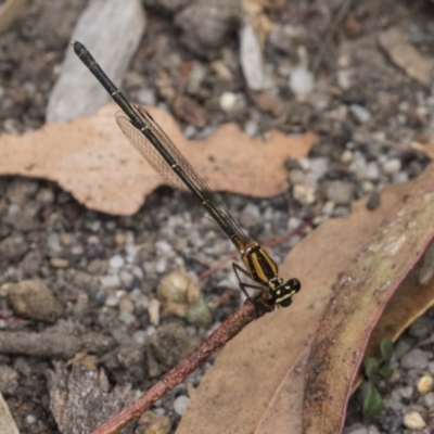 Nososticta solida (Orange Threadtail) at Acton, ACT - 5 Dec 2018 by AlisonMilton