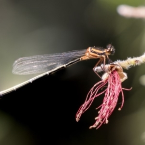 Nososticta solida at Acton, ACT - 5 Dec 2018 02:37 PM