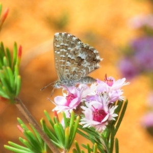 Theclinesthes serpentata at Acton, ACT - 2 Dec 2018