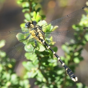 Hemigomphus heteroclytus at Paddys River, ACT - 3 Dec 2018 02:09 PM