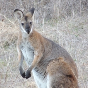 Notamacropus rufogriseus at Paddys River, ACT - 5 Dec 2018 06:45 PM