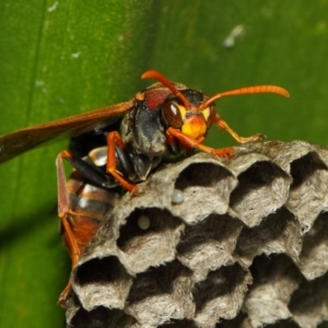 Polistes (Polistella) humilis at Acton, ACT - 30 Nov 2018