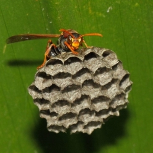 Polistes (Polistella) humilis at Acton, ACT - 30 Nov 2018