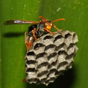 Polistes (Polistella) humilis at Acton, ACT - 30 Nov 2018