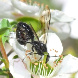 Tiphiidae (family) at Hackett, ACT - 19 Nov 2018 10:35 AM