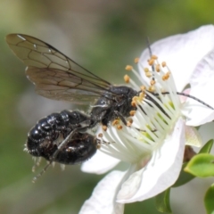 Tiphiidae (family) at Hackett, ACT - 19 Nov 2018 10:35 AM