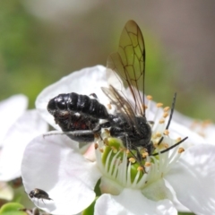 Tiphiidae (family) at Hackett, ACT - 19 Nov 2018