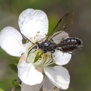 Tiphiidae (family) at Hackett, ACT - 19 Nov 2018