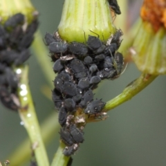 Aphididae (family) at Acton, ACT - 30 Nov 2018