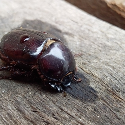 Scarabaeidae (family) (Scarab beetle, curl grub) at Bawley Point, NSW - 5 Dec 2018 by GLemann