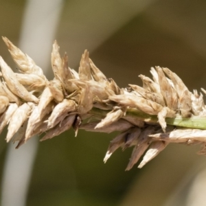 Carex appressa at Illilanga & Baroona - 3 Dec 2018