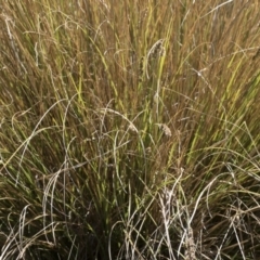 Carex appressa at Illilanga & Baroona - 3 Dec 2018