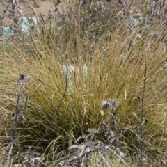 Carex appressa at Illilanga & Baroona - 3 Dec 2018