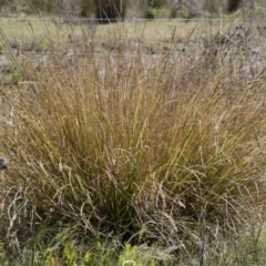 Carex appressa at Illilanga & Baroona - 3 Dec 2018