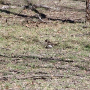 Cracticus torquatus at Hackett, ACT - 4 Dec 2018 09:18 AM