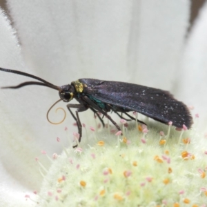 Pollanisus subdolosa or other at Hackett, ACT - 30 Nov 2018