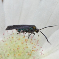 Pollanisus subdolosa or other at Hackett, ACT - 30 Nov 2018 01:26 PM