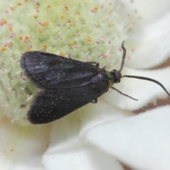 Pollanisus subdolosa or other at Hackett, ACT - 30 Nov 2018 01:26 PM