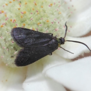 Pollanisus subdolosa or other at Hackett, ACT - 30 Nov 2018