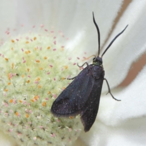 Pollanisus subdolosa or other at Hackett, ACT - 30 Nov 2018 01:26 PM