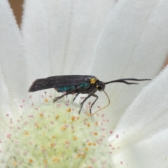 Pollanisus subdolosa or other at Hackett, ACT - 30 Nov 2018